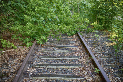 Railroad tracks amidst trees
