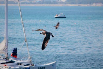 Birds flying over sea against sky