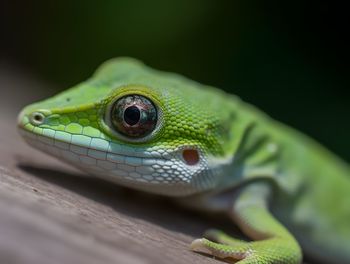 Close-up of lizard