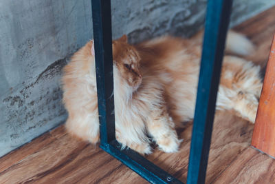 High angle view of dog sleeping on floor