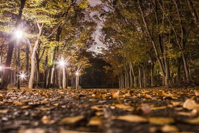 Trees in forest during autumn