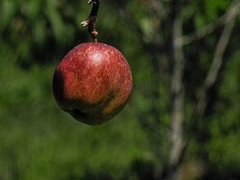 Close-up of apple on tree