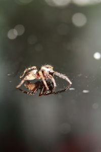 Close-up of spider