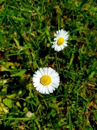 Close-up of white daisy flower on field