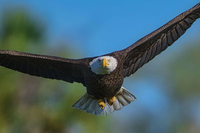 Low angle view of bird flying against sky