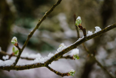 Close-up of snow on branch