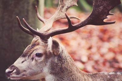 Close-up of deer