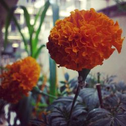 Close-up of flowers