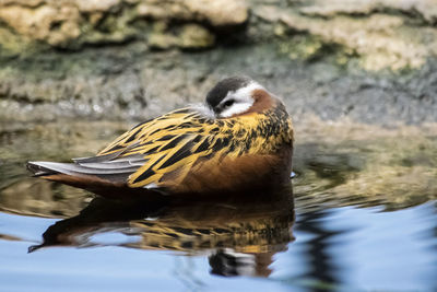 Close-up of duck in lake