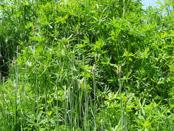 Full frame shot of fresh green plants