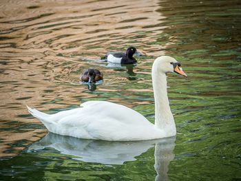 Two swans swimming in water