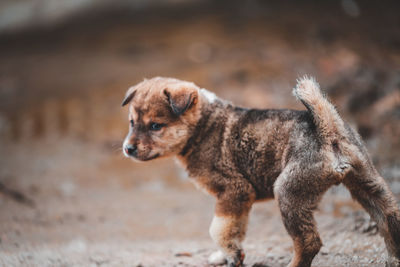 Full length of dog standing on dirt road