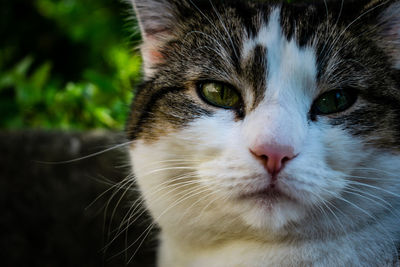 Close-up portrait of cat