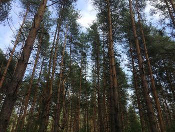 Low angle view of trees