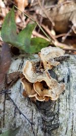 Close-up of fungus growing outdoors