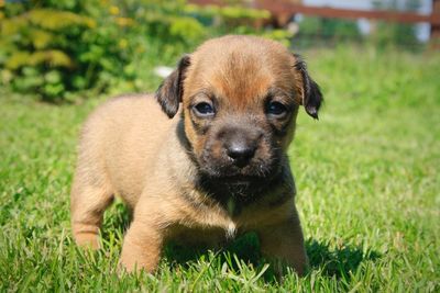 Portrait of puppy sitting on grass