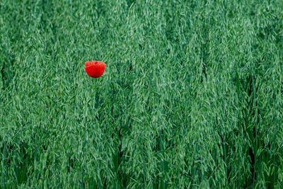 Close-up of red poppy on field