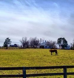 Cows grazing on field against sky