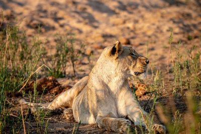 Lioness laying
