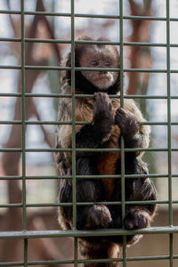 Monkey in cage at zoo