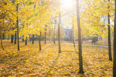 Trees in forest during autumn
