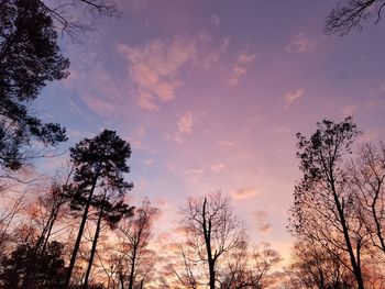 Low angle view of trees against sky