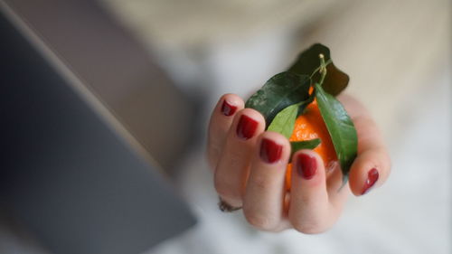 High angle view of hand holding fruits