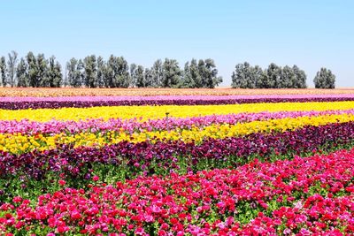 Multi colored flowers blooming on field against sky