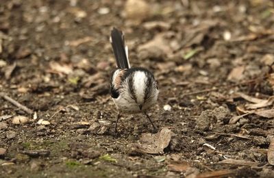 Close-up of a bird on field