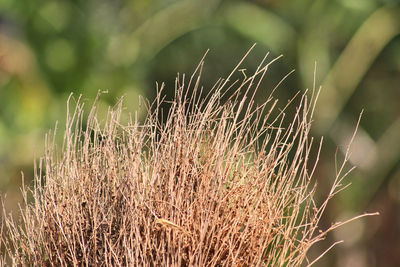 Close-up of dry grass on field