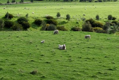 Flock of sheep grazing in grassy field