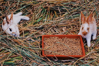 High angle view of bunny in field