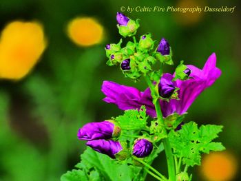 Close-up of purple flowering plant