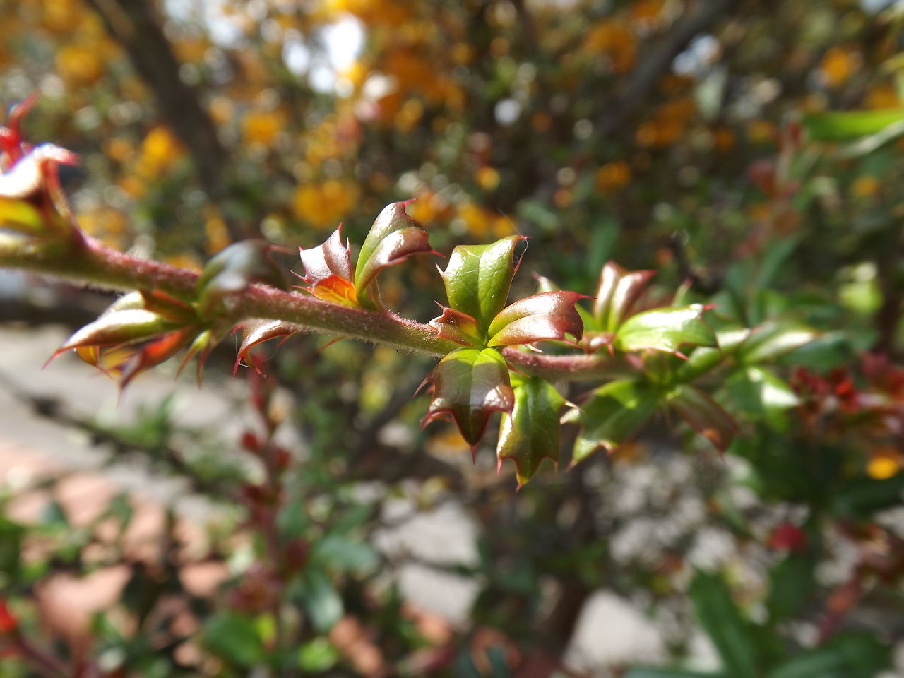 growth, flower, focus on foreground, freshness, nature, beauty in nature, close-up, plant, leaf, fragility, selective focus, tree, branch, season, outdoors, day, tranquility, growing, park - man made space, petal