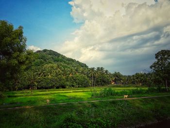 Scenic view of trees on field against sky