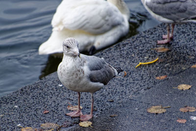 High angle view of seagull perching on beach
