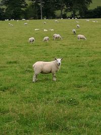 Sheep grazing on field