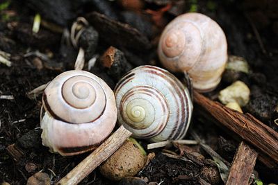 Close-up of snail