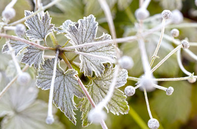 Close-up of frozen plant