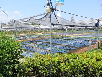 Plants growing on field by swimming pool against sky