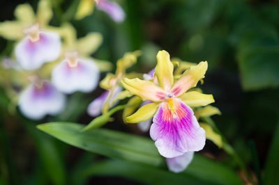 Close-up of pink flowers