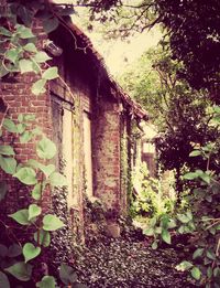 Ivy growing on wall