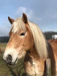 Close-up of horse standing on field against sky