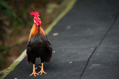 Close-up of an animal