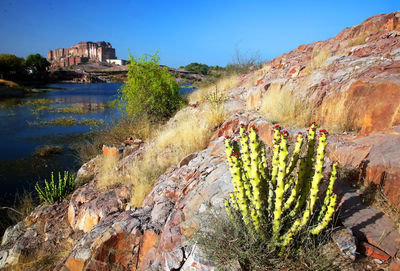 Cactus growing on rock by lake against blue sky
