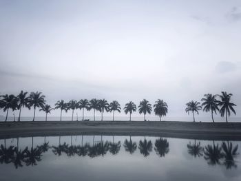 Palm trees by lake against sky