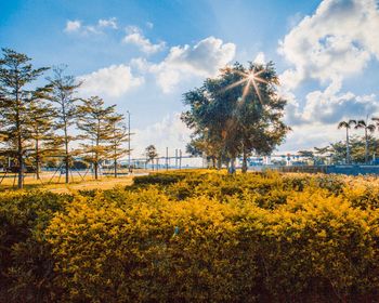 Scenic view of yellow flowering plants on field against sky