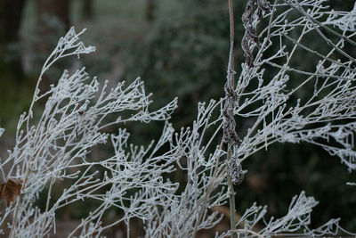 Close-up of frozen tree during winter