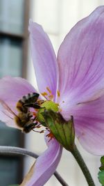 Close-up of insect on flower