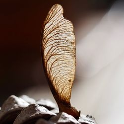 Close-up of feather against white background